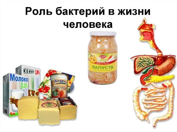 Значение бактерий в жизни человека 5 класс биология