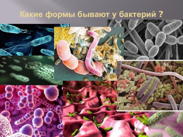 Положительные функции микроорганизмов в природе