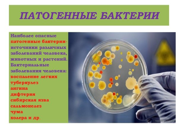 Бактерии в природе и жизни человека 5 класс биология
