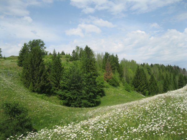 Леса Республики Марий Эл