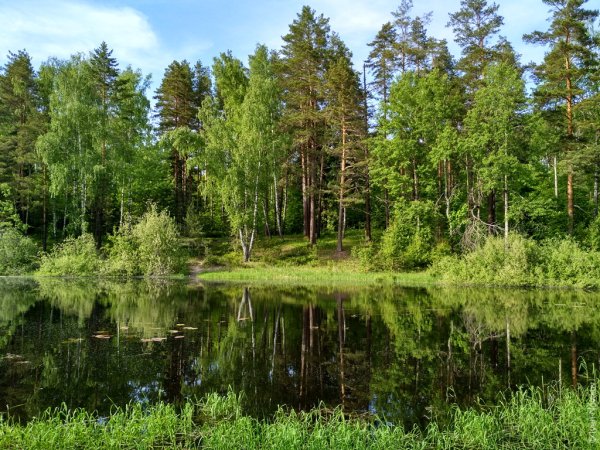 Леса Республики Марий Эл