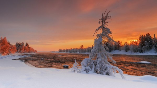 Зимний лес