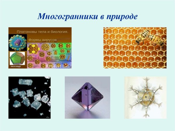 Водоросль вольвокс многогранник