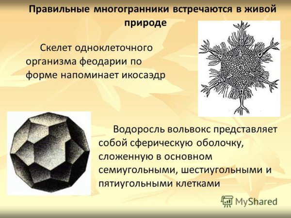 Многогранники в природе