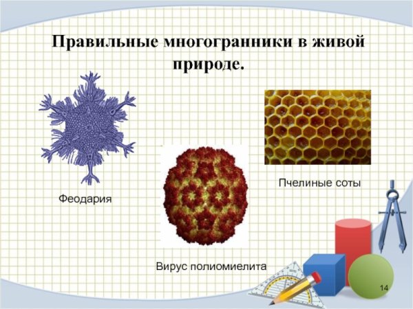 Многогранники в биологии