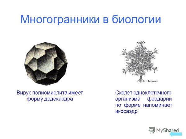 Многогранники в природе