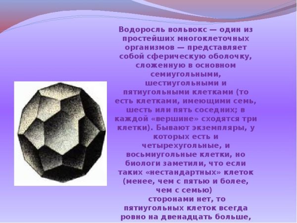 Правильные многогранники в природе икосаэдр