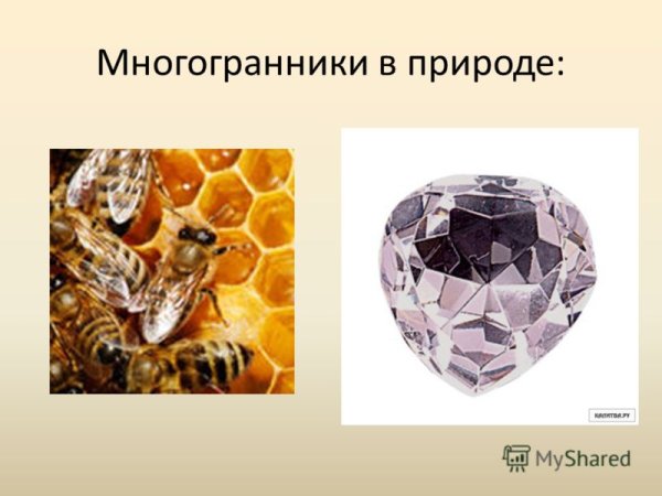 Радиолярии феодарии