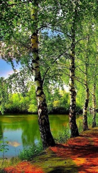 Пейзаж береза Березовая роща озеро