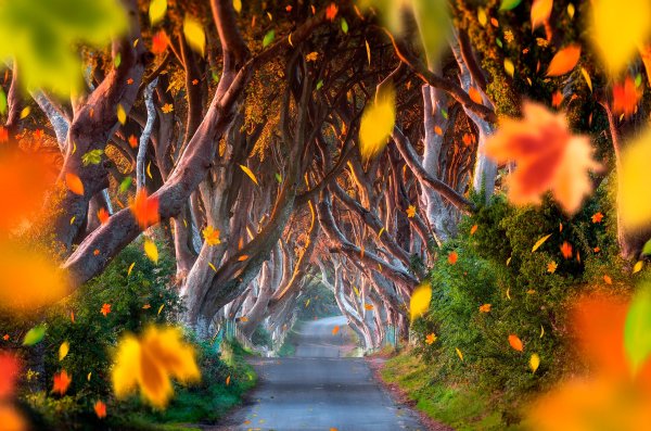 «Зачарованный лес» («Enchanted Forest») Поллак