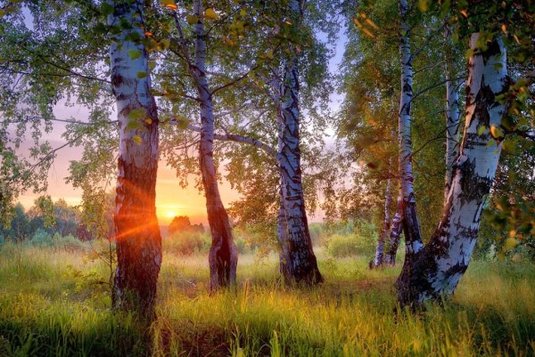 Стих Есенина задремали звезды золотые