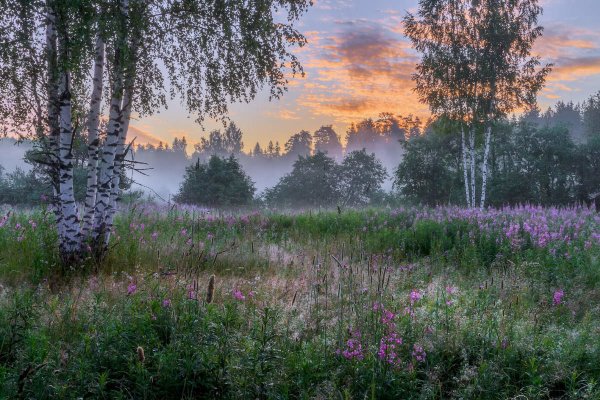 Летний рассвет в лесу