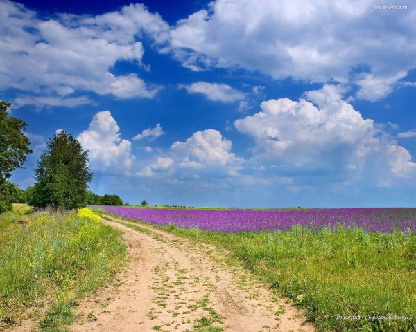 Пейзаж лето поле