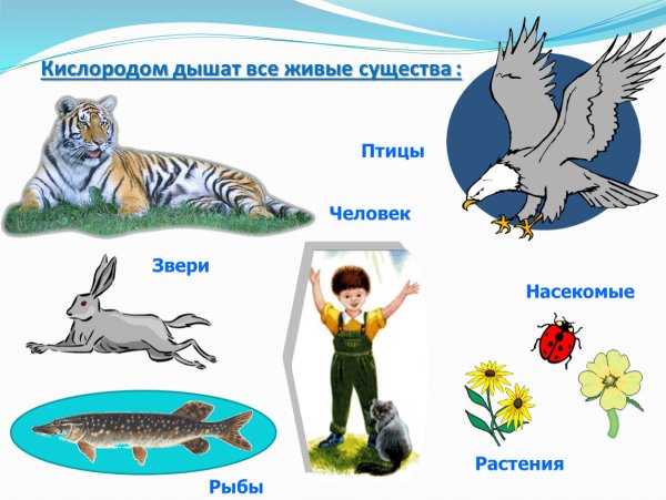 Значение воздуха