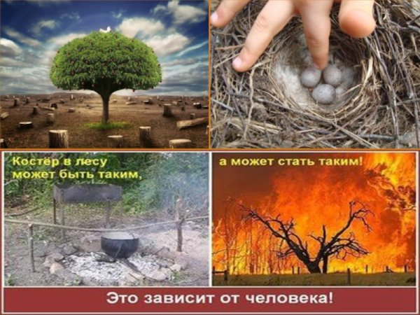 Жалобы от животных