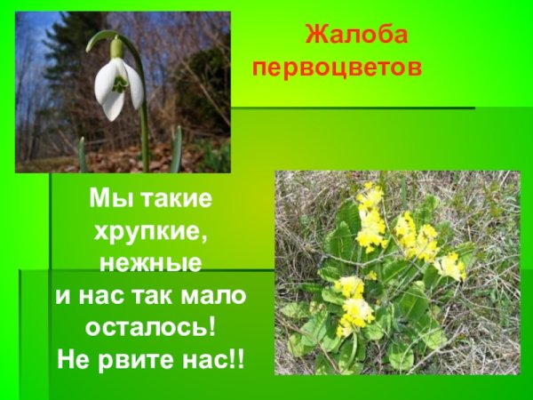 Книга жалоб от животных