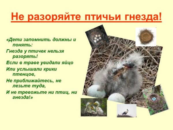 Жалобы от животных