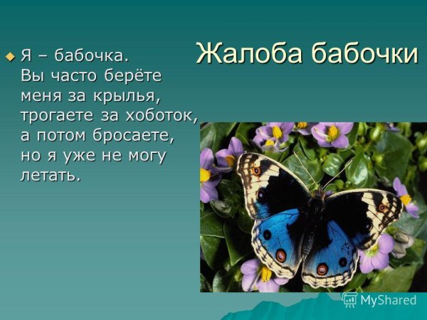 Жалобы леса