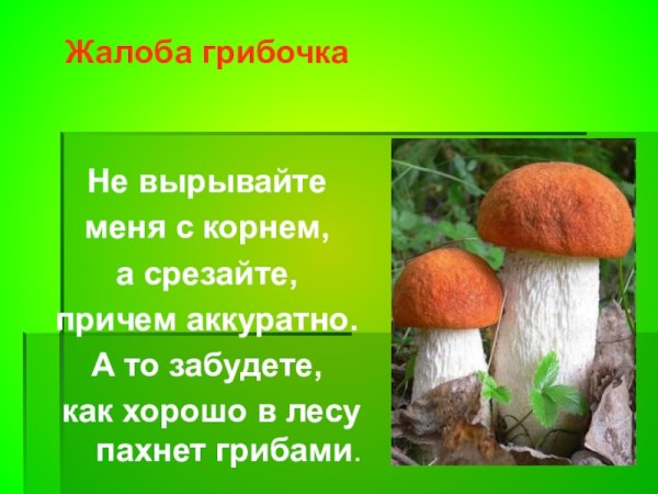 Жалобная книга диких животных