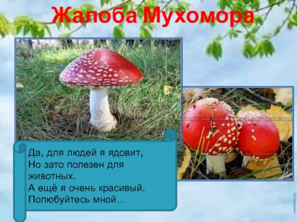 Надпись "Жалобная книга"