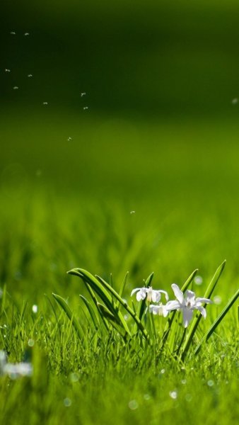 Обои на рабочий стол андроид природа