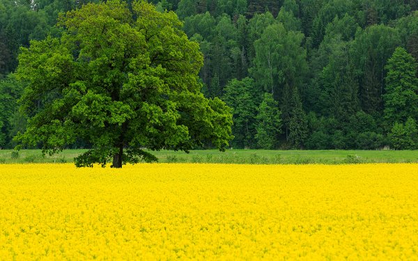 Маленькие желтые полевые цветы