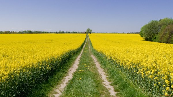 Цветочное поле тюльпанов