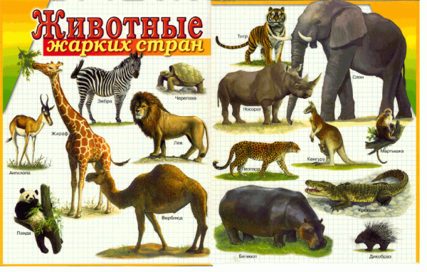 Африка для малышей