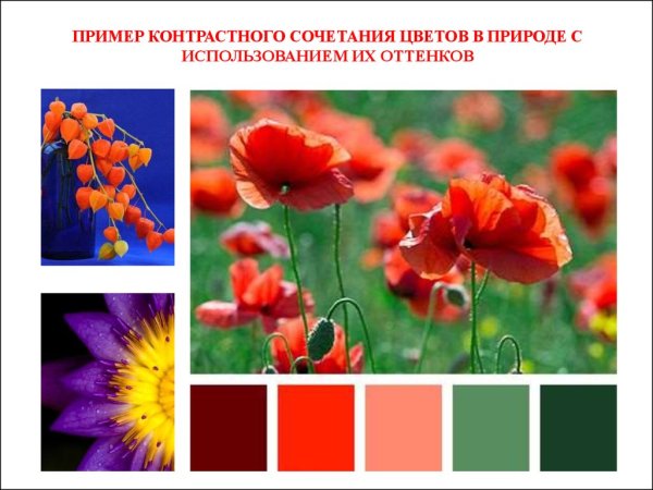 Контрастные сочетания цветов