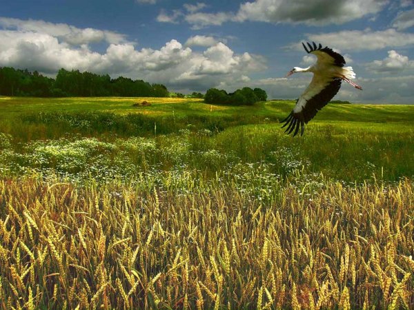 Полесье природа Белоруссия