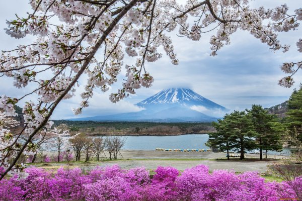 Kioto Japan цветение Сакуры