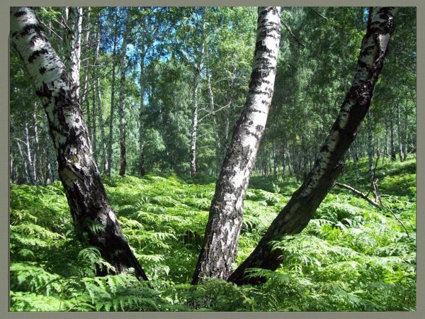 Природа родного Кузбасса