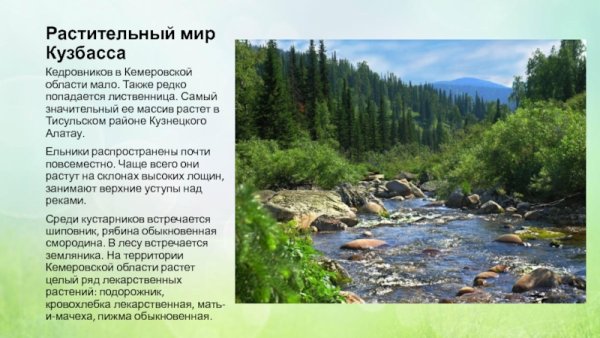 Рисование : природа Кузбасса