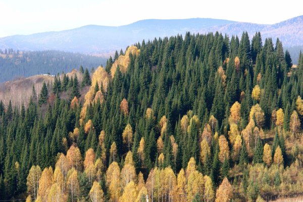 Родной край Кузбасс