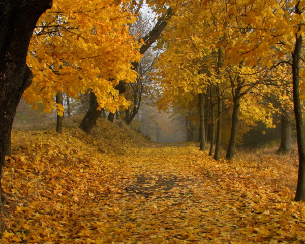 Аватар осень лес