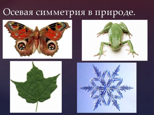 Осевая симметрия в природе