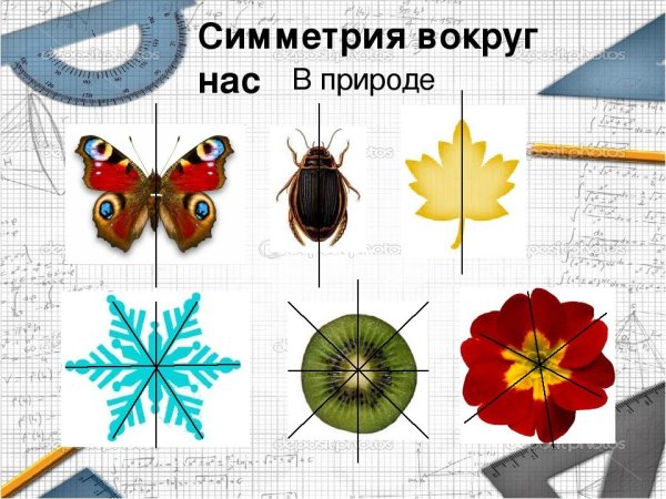 Приметы осевой симметрии в природе