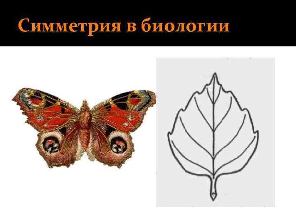Симметрия (биология)