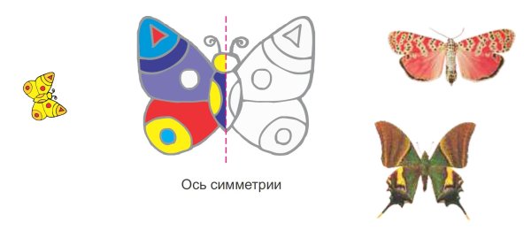 Ось симметрии бабочка