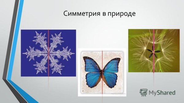 Симметричные фигуры в природе