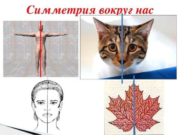 Виды симметрии