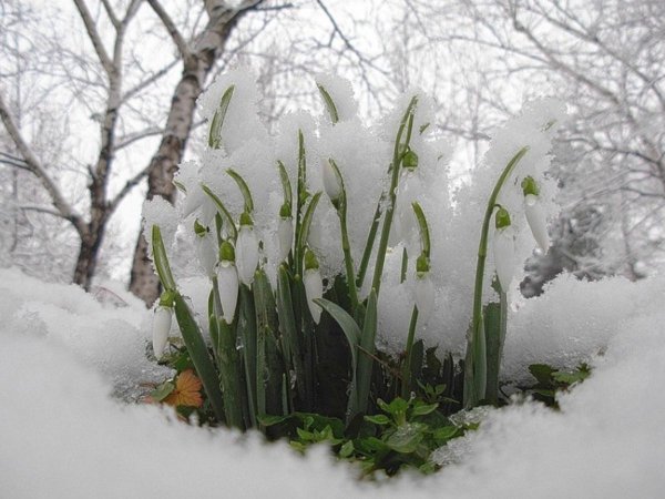 Ранняя Весна пейзаж