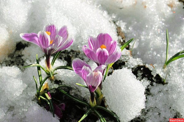 Апрель природа