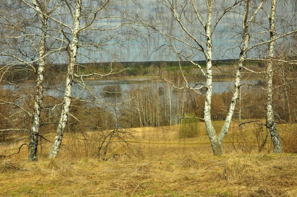 Лес в разные времена года