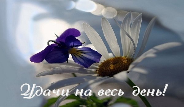 Удачного дня и позитива на весь день