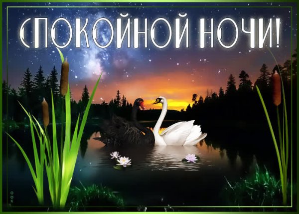 Доброй ночи лебеди