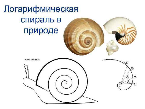 Логарифмическая спираль в природе