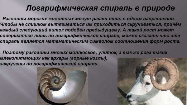 Логарифмическая спираль в природе животные