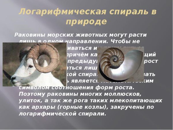 Филлотаксис Фибоначчи