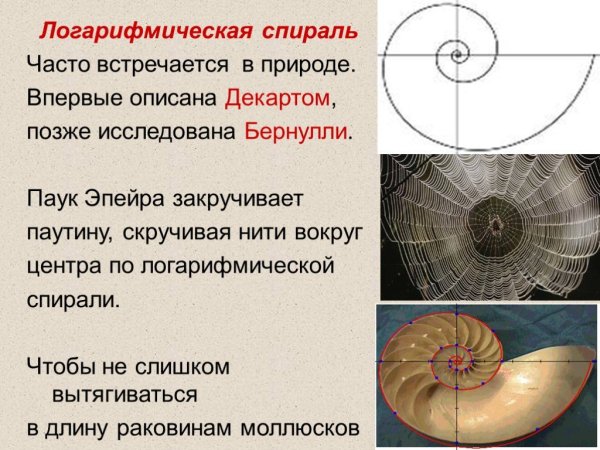 Логарифмическая спираль изогональная